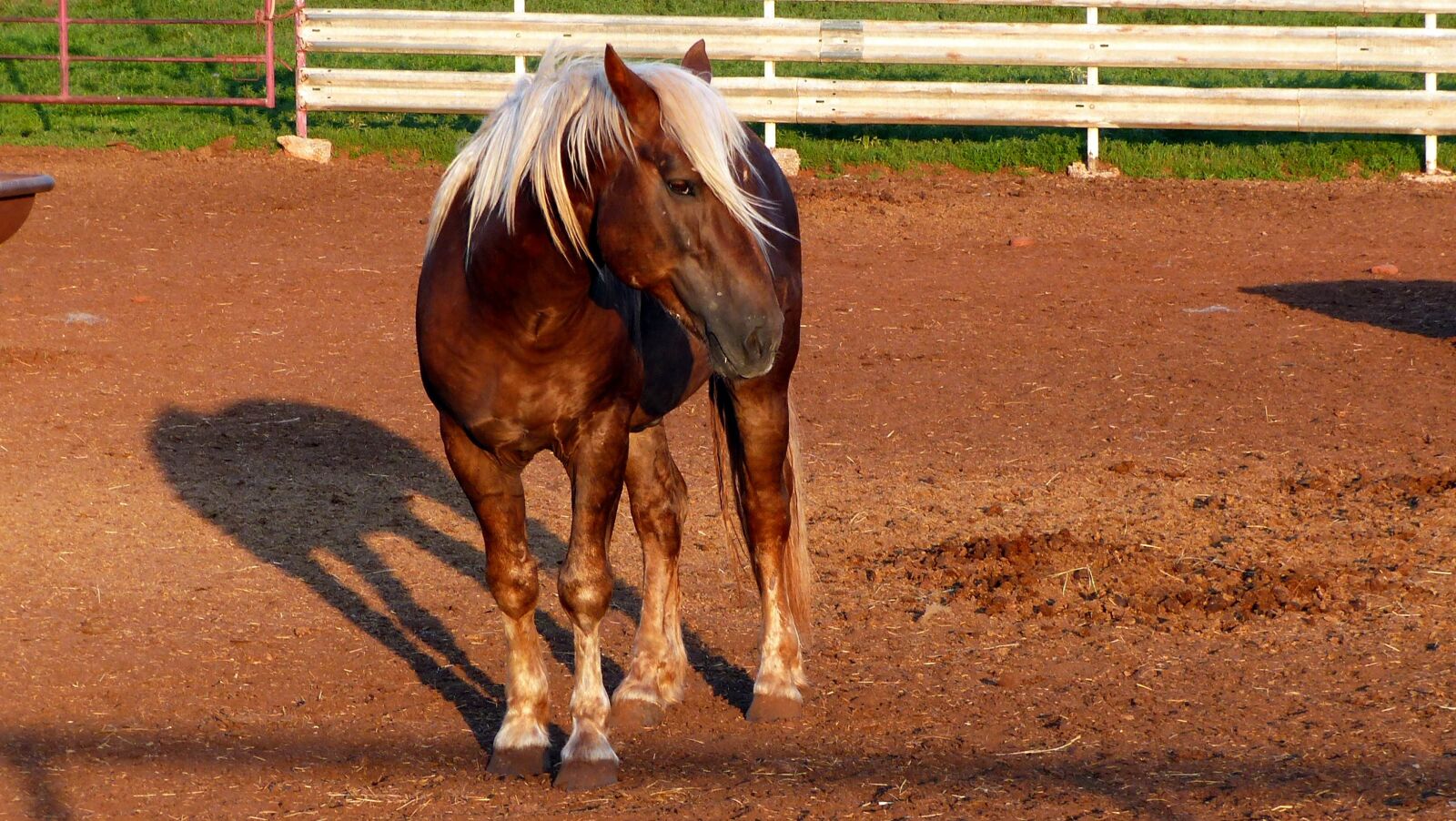 Panasonic Lumix DMC-FZ200 sample photo. Horse, animal, mammals photography