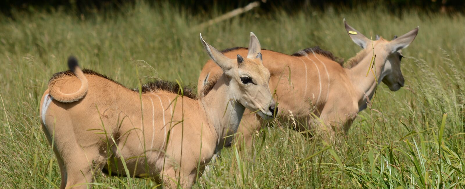 Nikon D7100 sample photo. Antelope, young, grazing photography