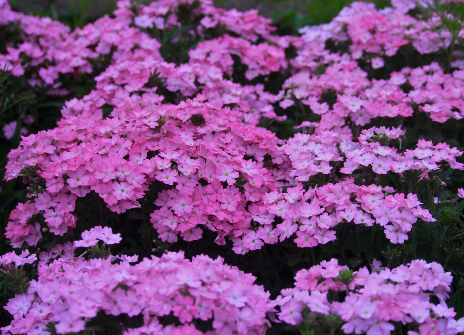 Panasonic Lumix DMC-GX1 sample photo. Primrose, flowers, pink photography