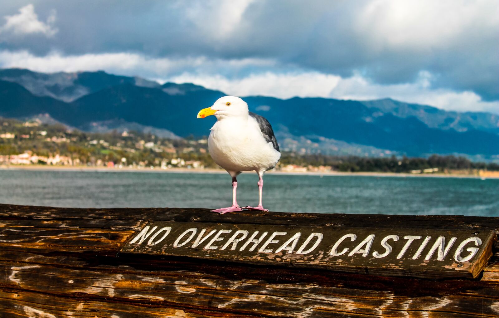 Canon EOS 1100D (EOS Rebel T3 / EOS Kiss X50) sample photo. Seagull, santa barbara, pear photography