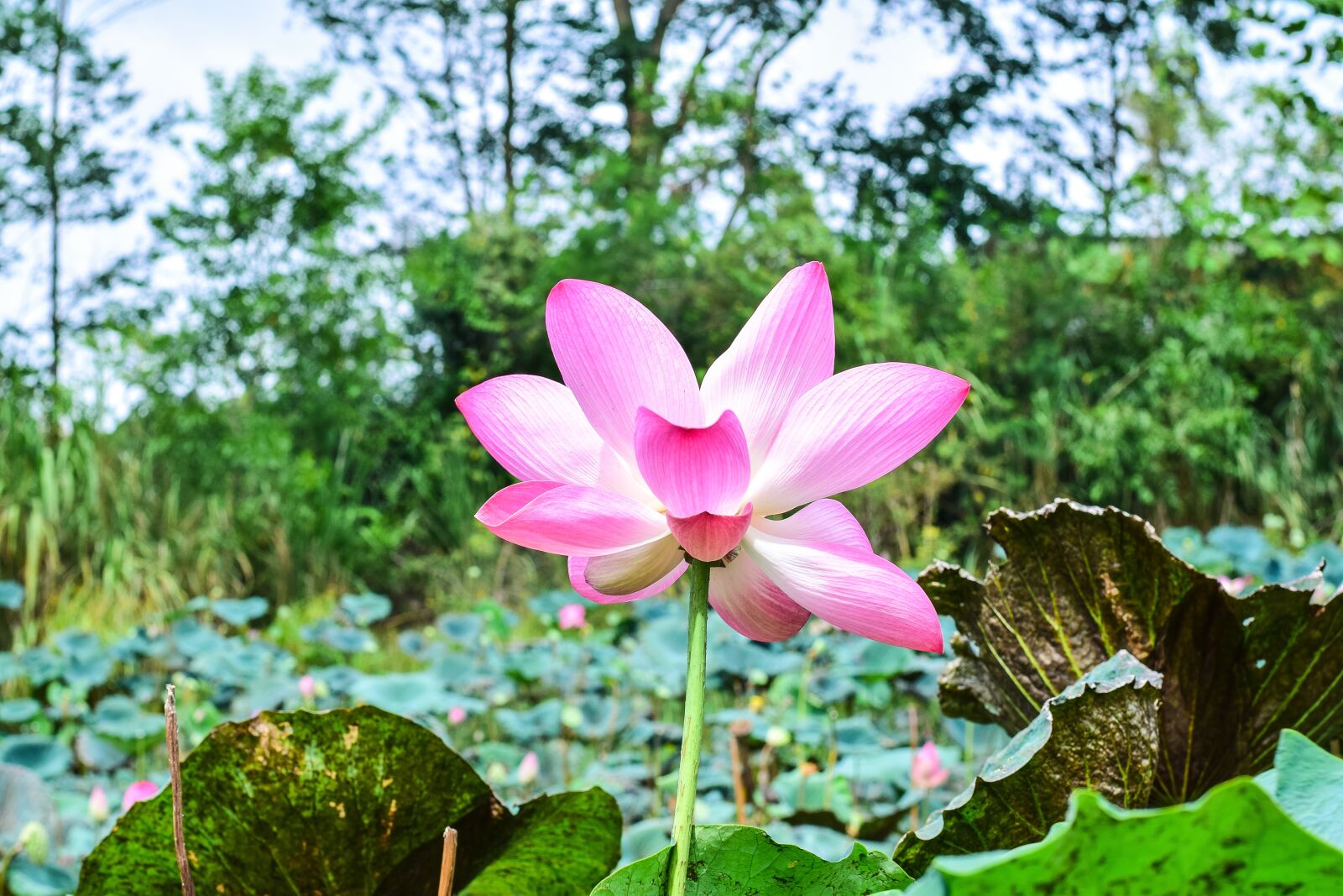 Nikon D5300 sample photo. Lotus, flowers, nature photography