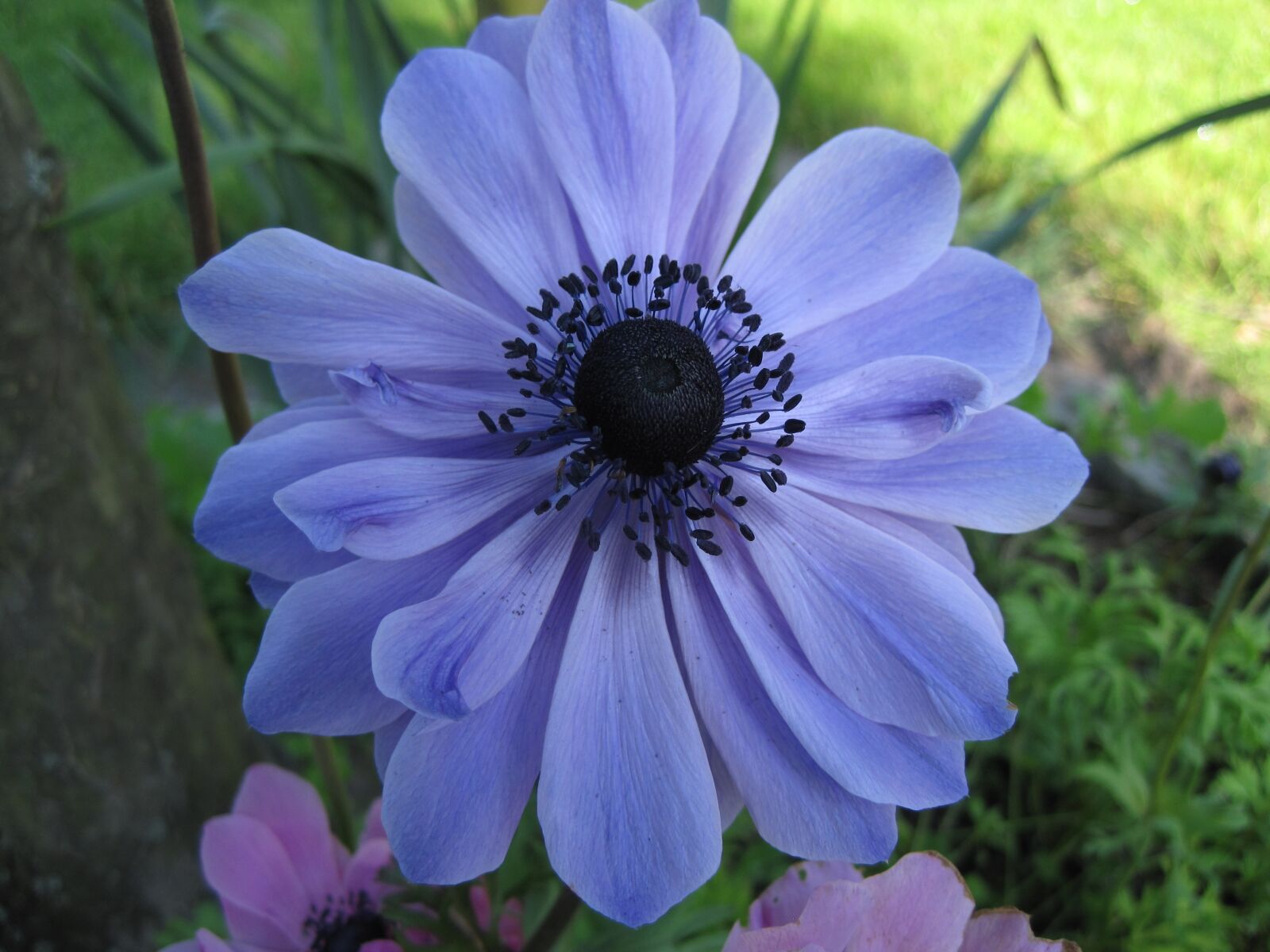 Canon PowerShot SD1200 IS (Digital IXUS 95 IS / IXY Digital 110 IS) sample photo. Flower, blue, garden photography