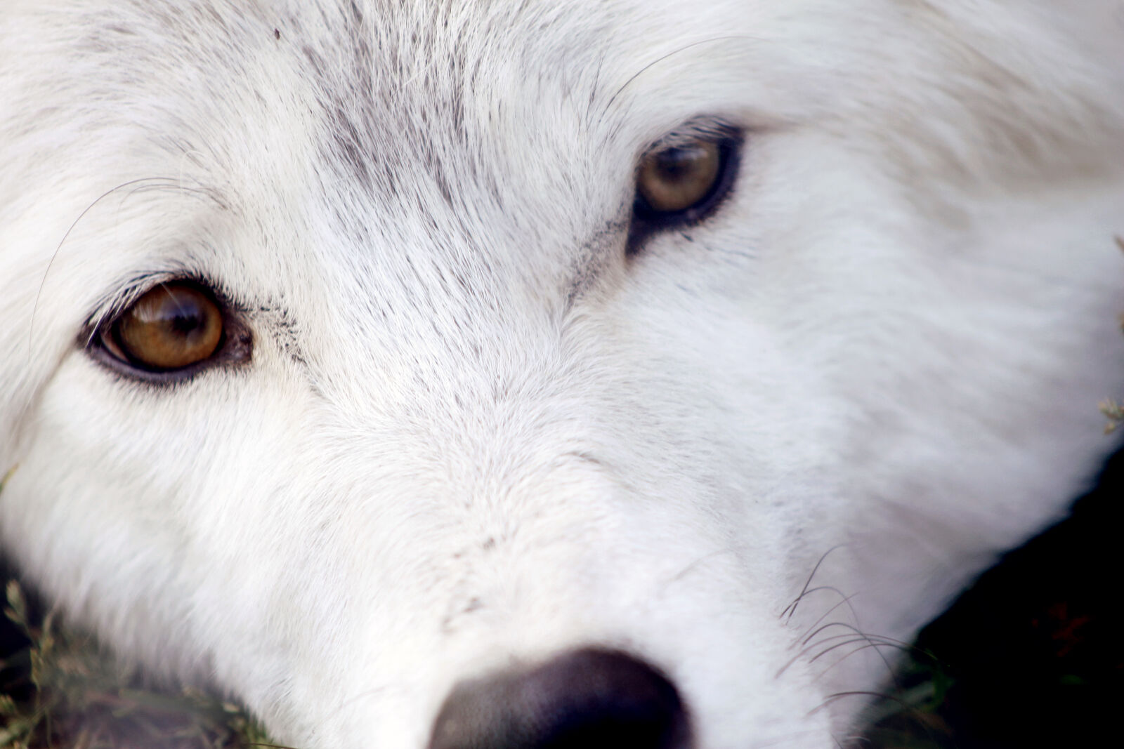 Canon EOS 1100D (EOS Rebel T3 / EOS Kiss X50) + Canon EF 75-300mm f/4-5.6 USM sample photo. Eyes, white, wolf, wolf photography