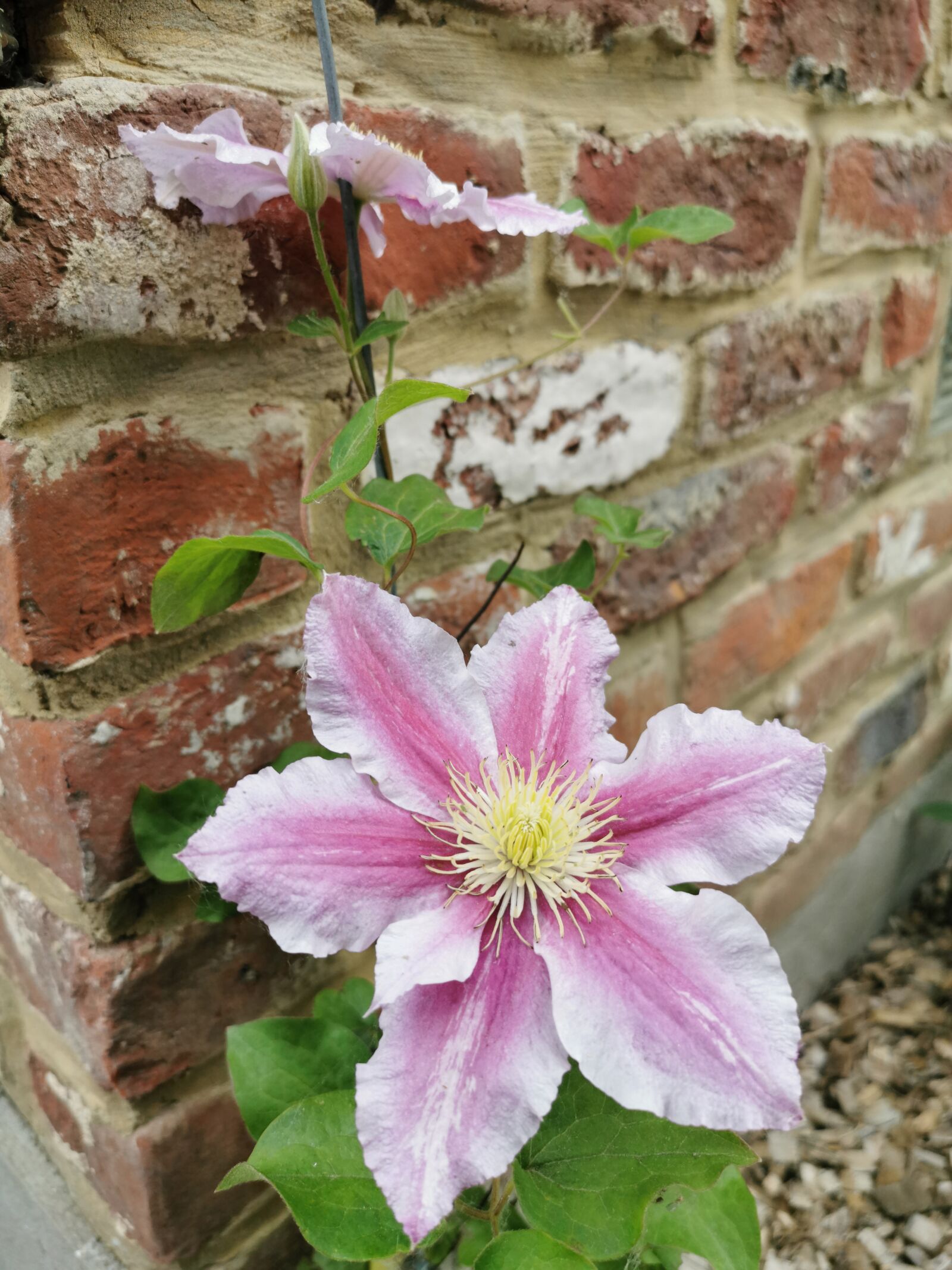 HUAWEI P30 sample photo. Fleur, clématite, nature photography