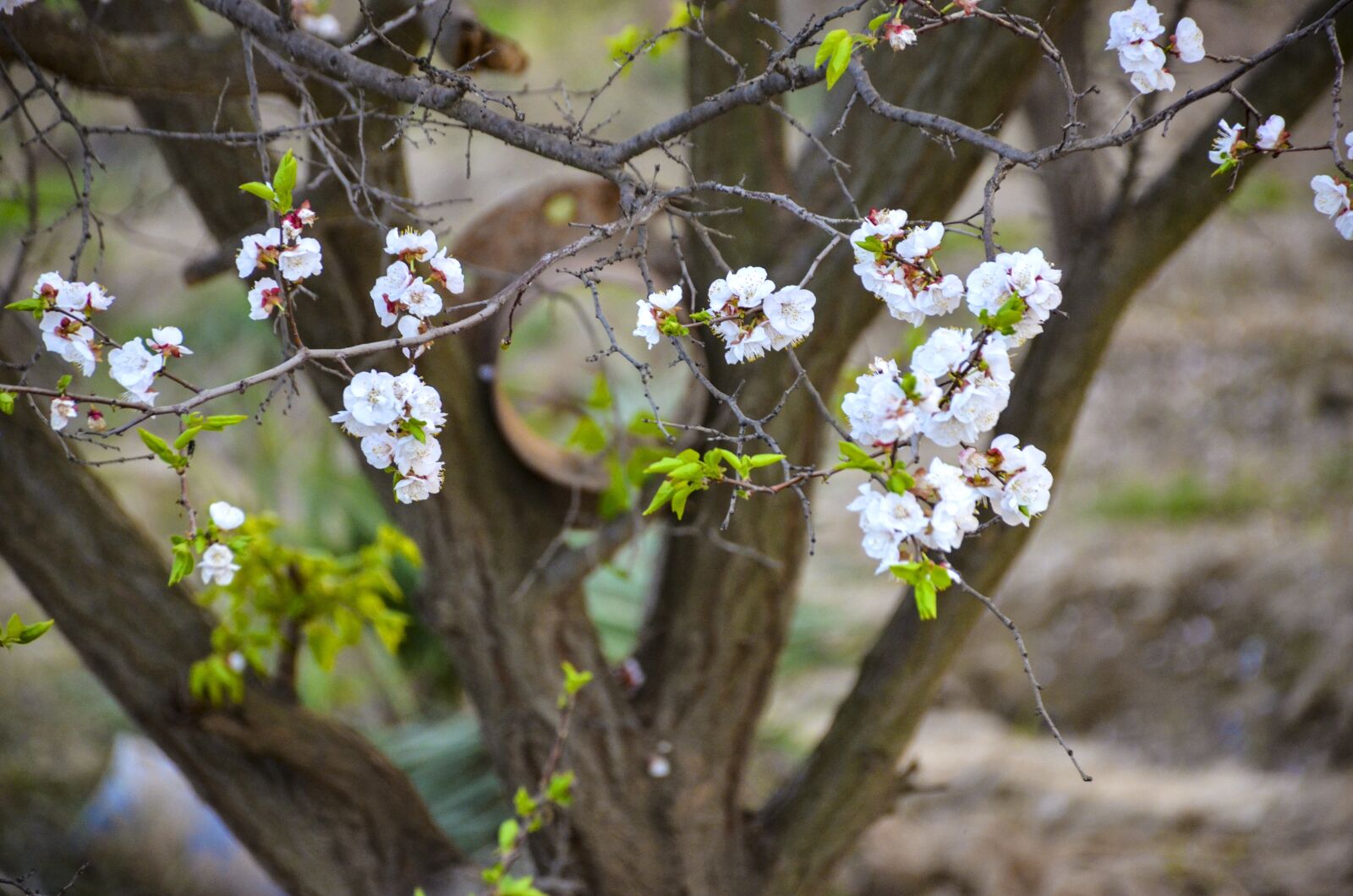 Nikon D7000 sample photo. Apple, flower, apple tree photography