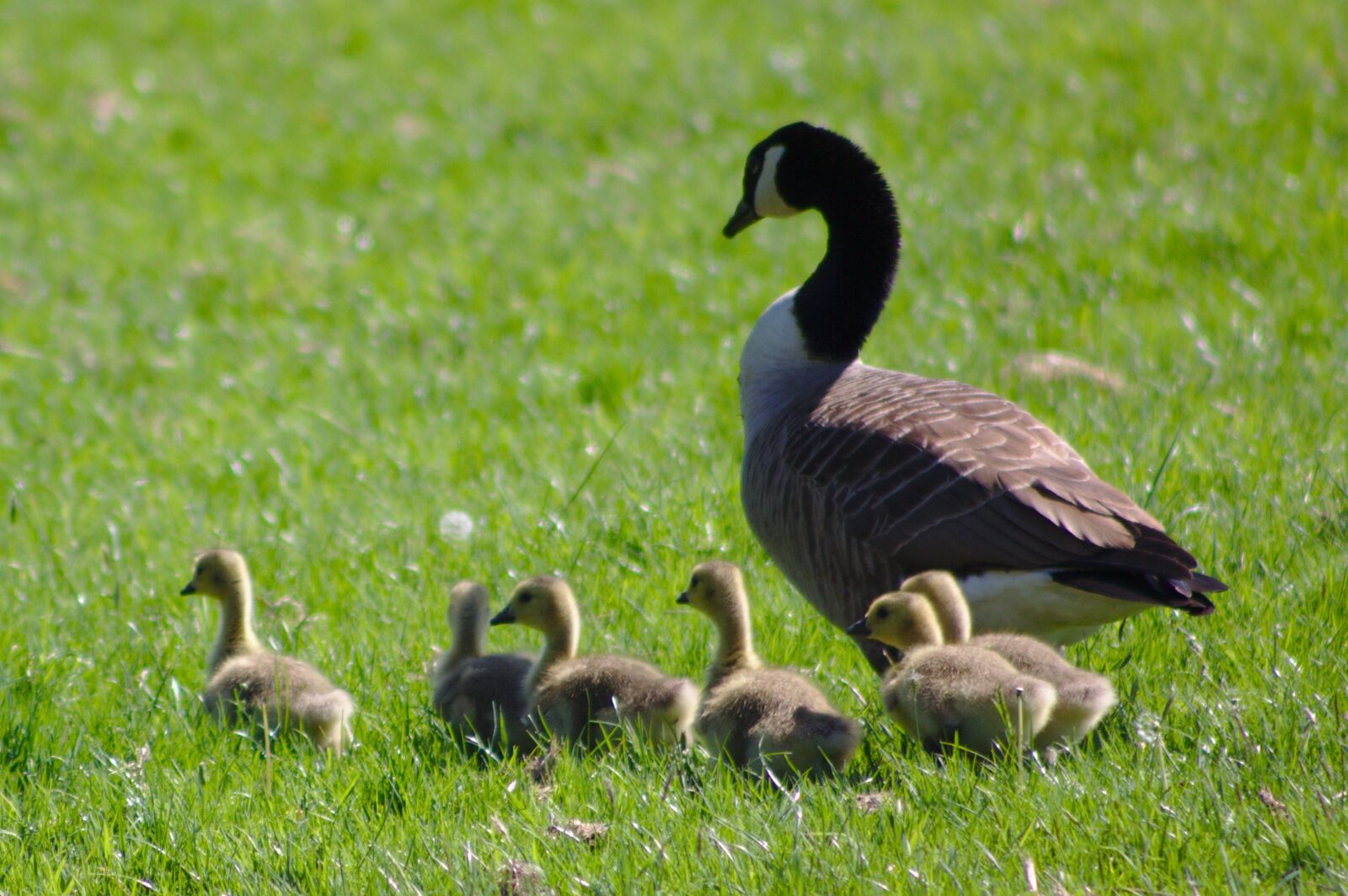 Canon EOS 50D sample photo. Canada goose, branta, canadensis photography