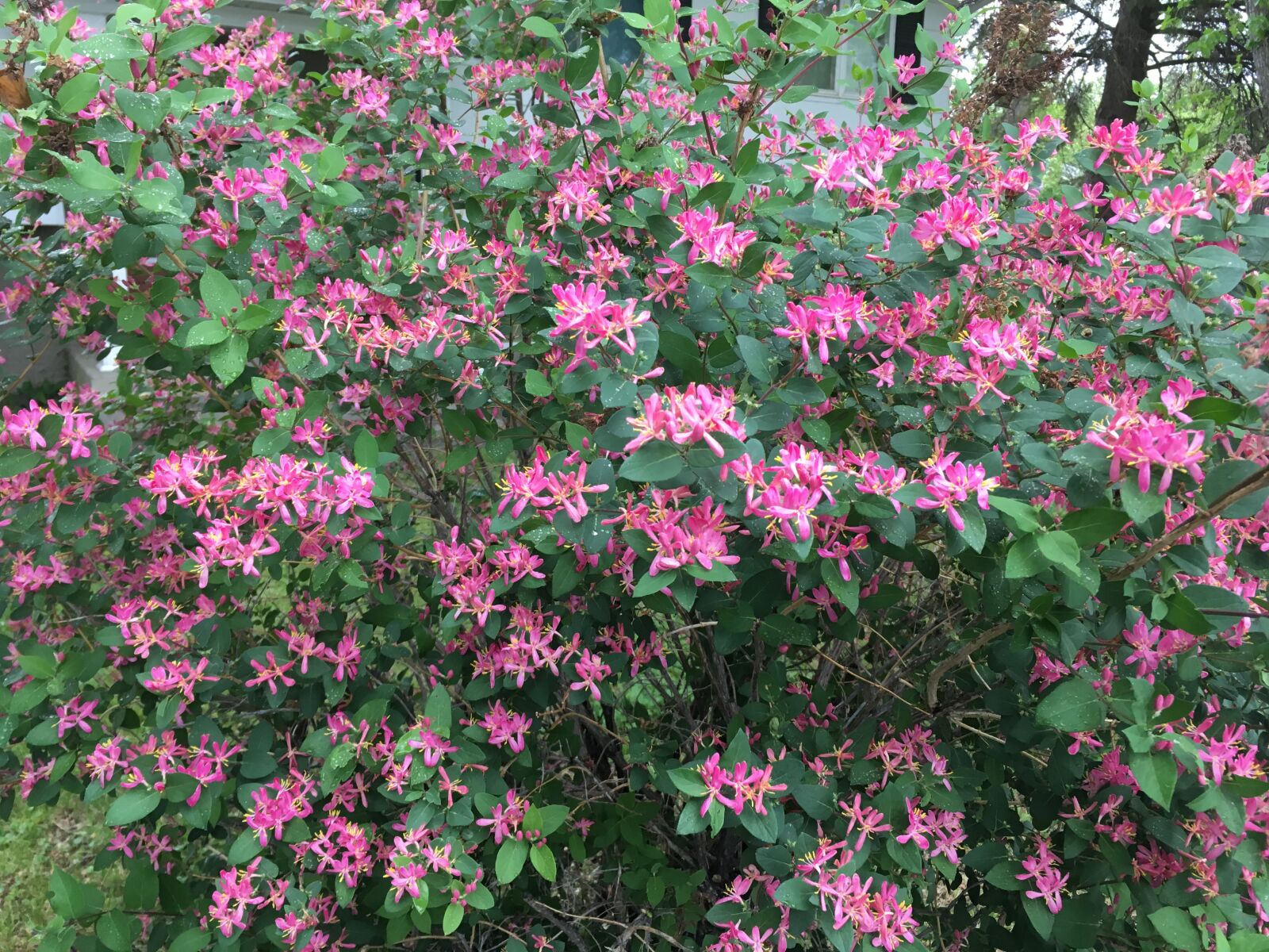 iPhone SE back camera 4.15mm f/2.2 sample photo. Pink, hot pink, bush photography