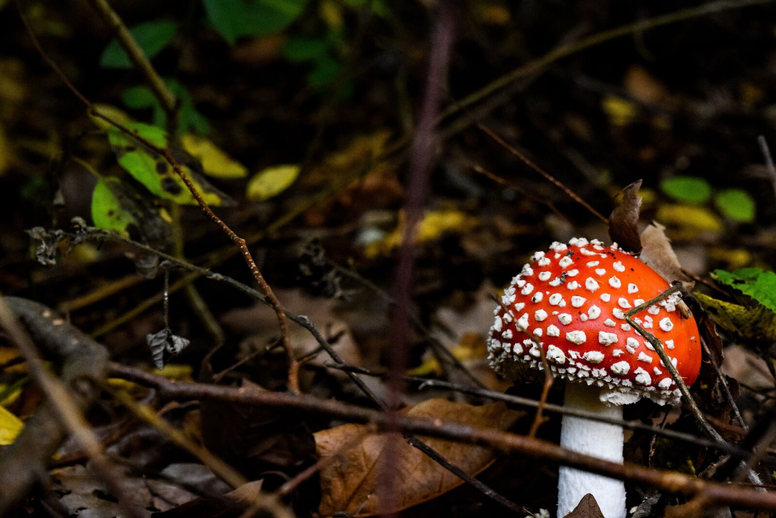 Nikon D3300 sample photo. Forest, mushroom, leaves photography