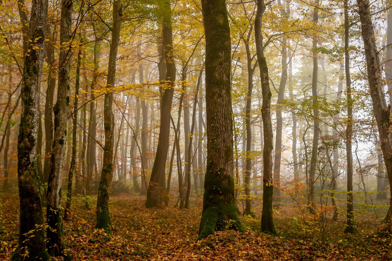 Canon EOS 77D (EOS 9000D / EOS 770D) + Canon EF-S 24mm F2.8 STM sample photo. Wood, fog, forest photography