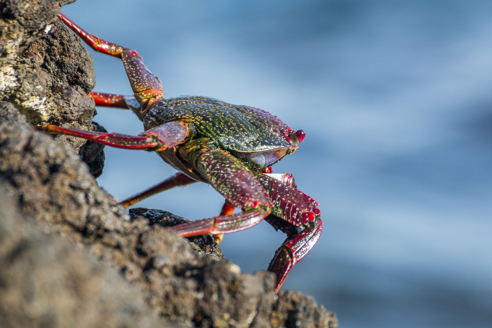 Canon EOS 70D sample photo. Crab, rock crab, animal photography