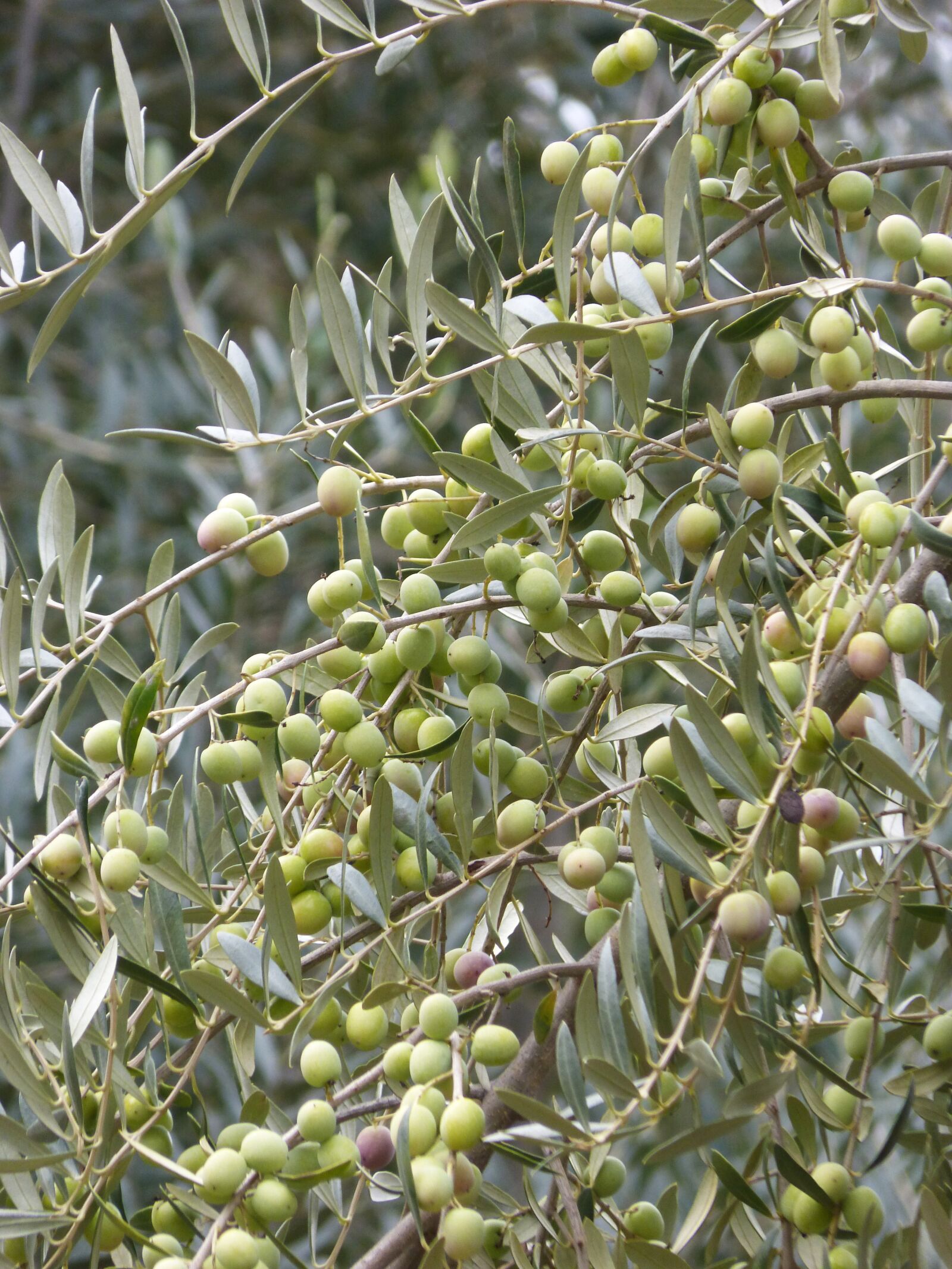 Panasonic DMC-FZ62 sample photo. Olive, olives, loaded photography