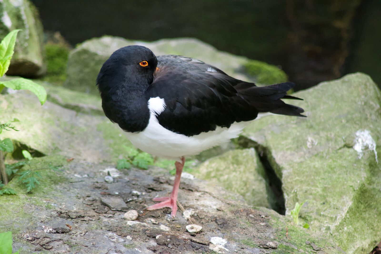 Nikon D3100 sample photo. Nature, bird, animal world photography
