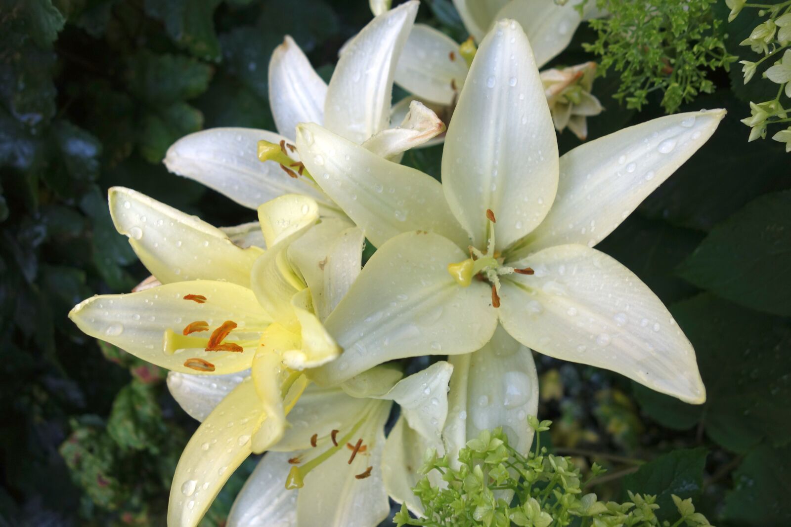 Sony Cyber-shot DSC-RX100 sample photo. Lily, garden, plant photography