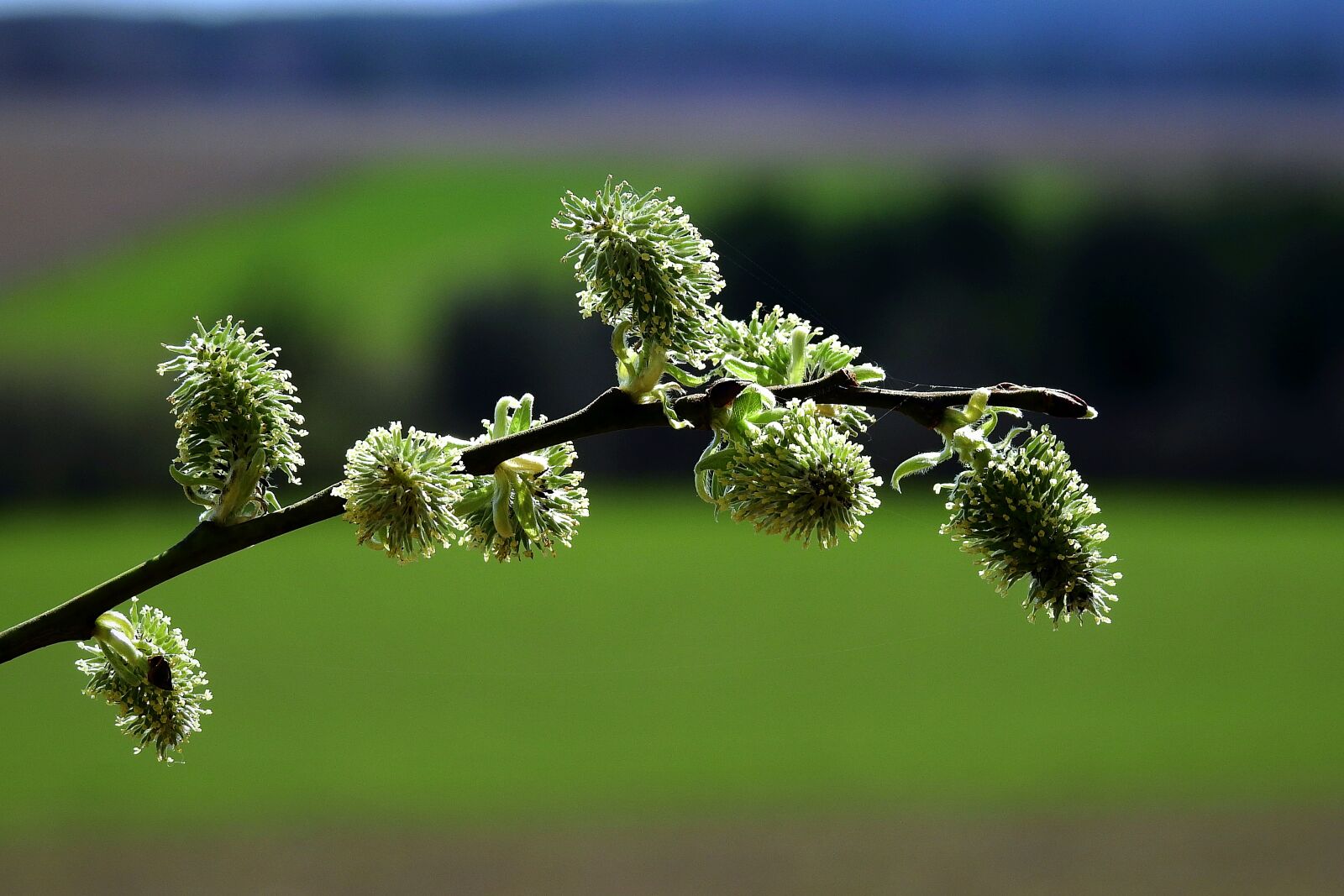 Nikon Coolpix P900 sample photo. The basis of, spring photography