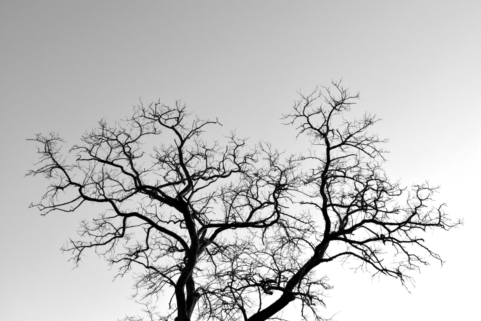 Nikon D3300 sample photo. Branches, tree, winter photography