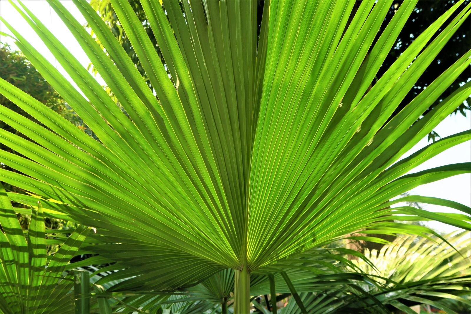 Canon PowerShot G7 X sample photo. Palm, leaves, tropical photography