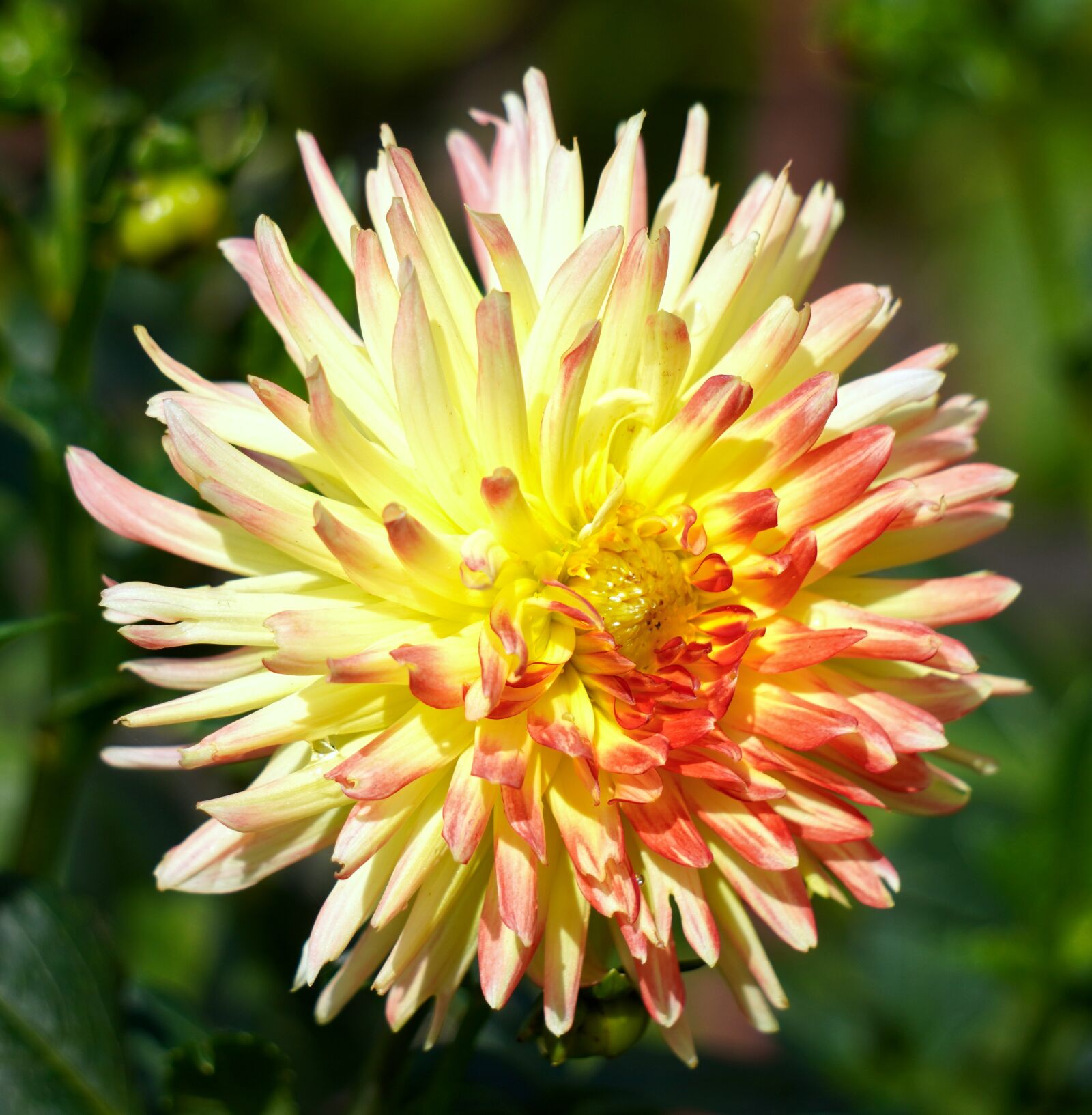 Sony E 55-210mm F4.5-6.3 OSS sample photo. Dahlia, blossom, bloom photography