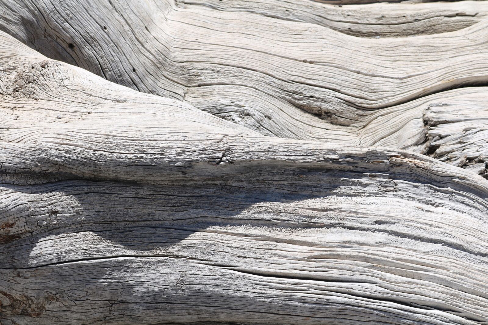 Canon EOS 750D (EOS Rebel T6i / EOS Kiss X8i) sample photo. Tree, tribe, log photography