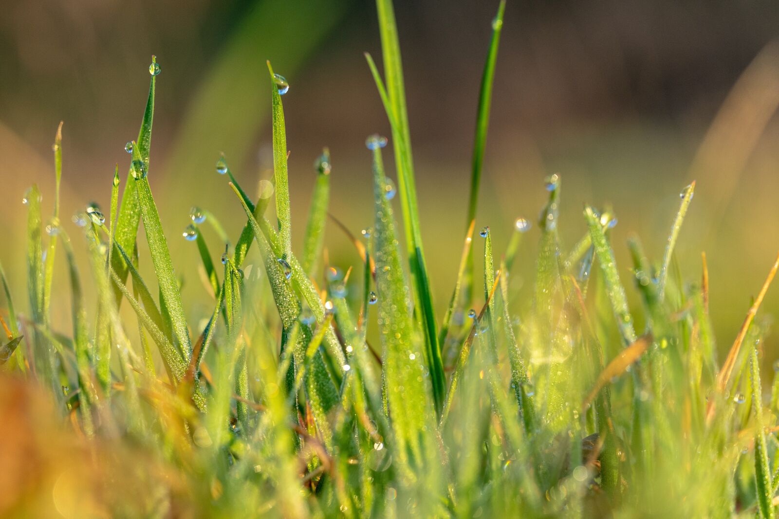 Sigma 70mm F2.8 DG Macro Art sample photo. Spring, morning dew, morning photography