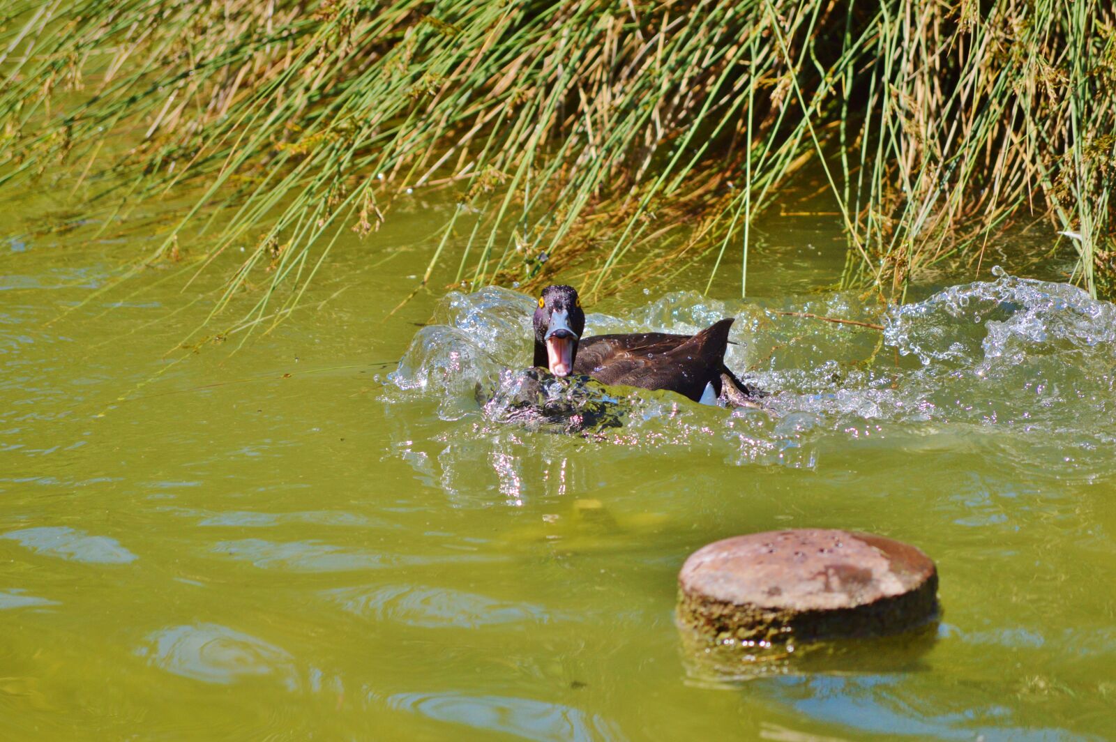 Nikon D3200 sample photo. Duck, water bird, mallard photography