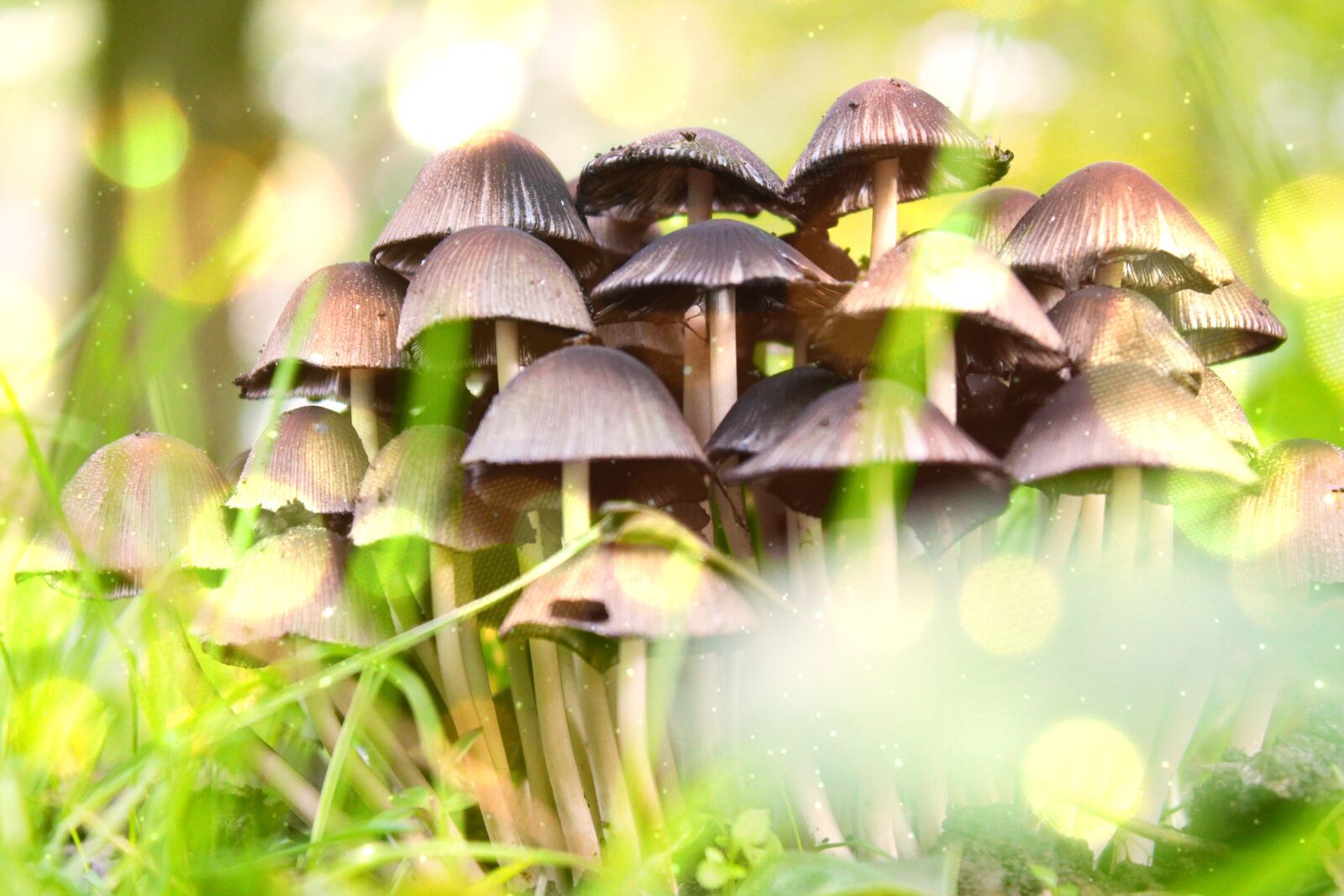 Canon EOS 1100D (EOS Rebel T3 / EOS Kiss X50) sample photo. Forest, mushrooms, grass photography