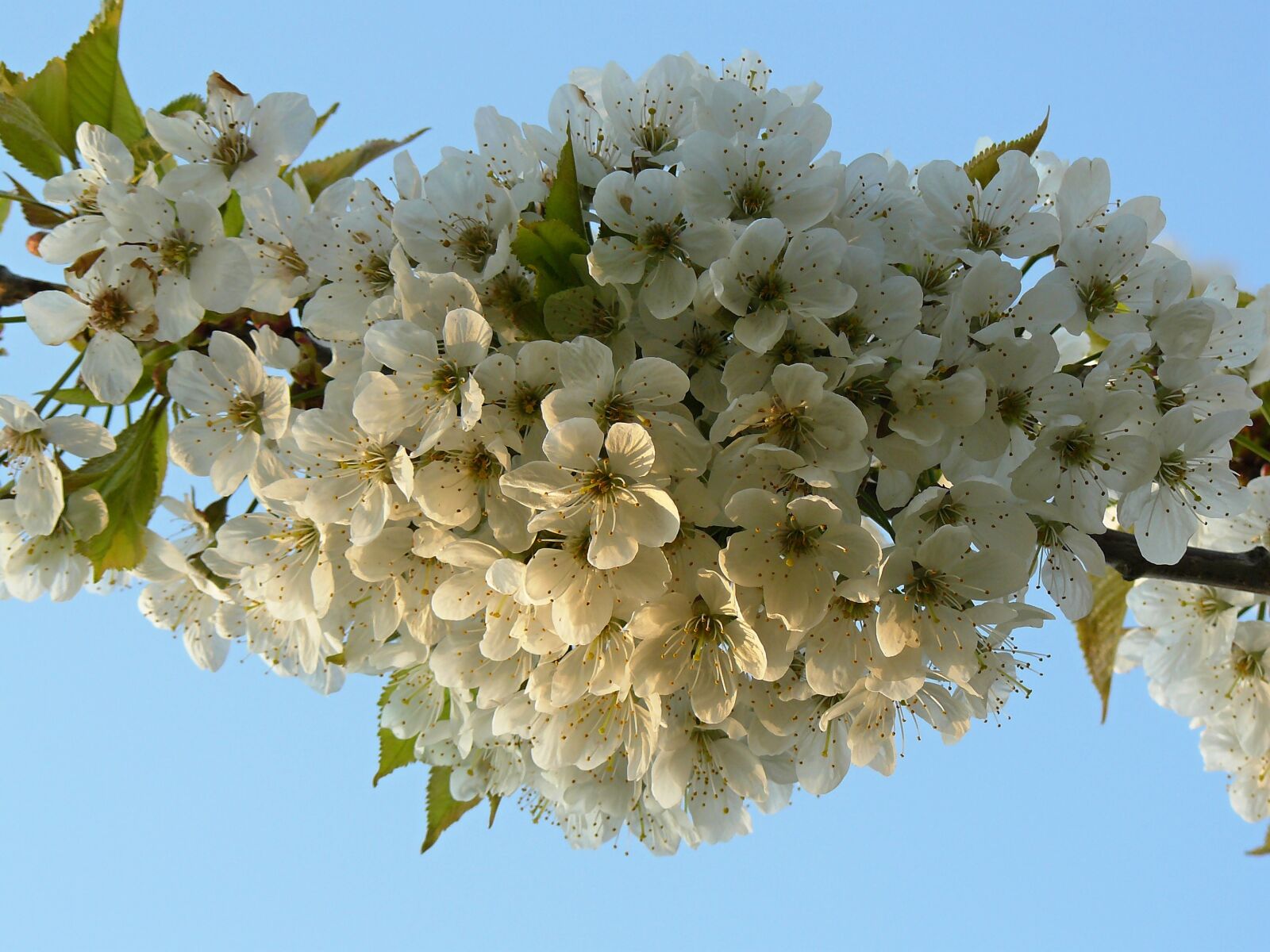 Panasonic DMC-FZ8 sample photo. Spring, flower, white flower photography
