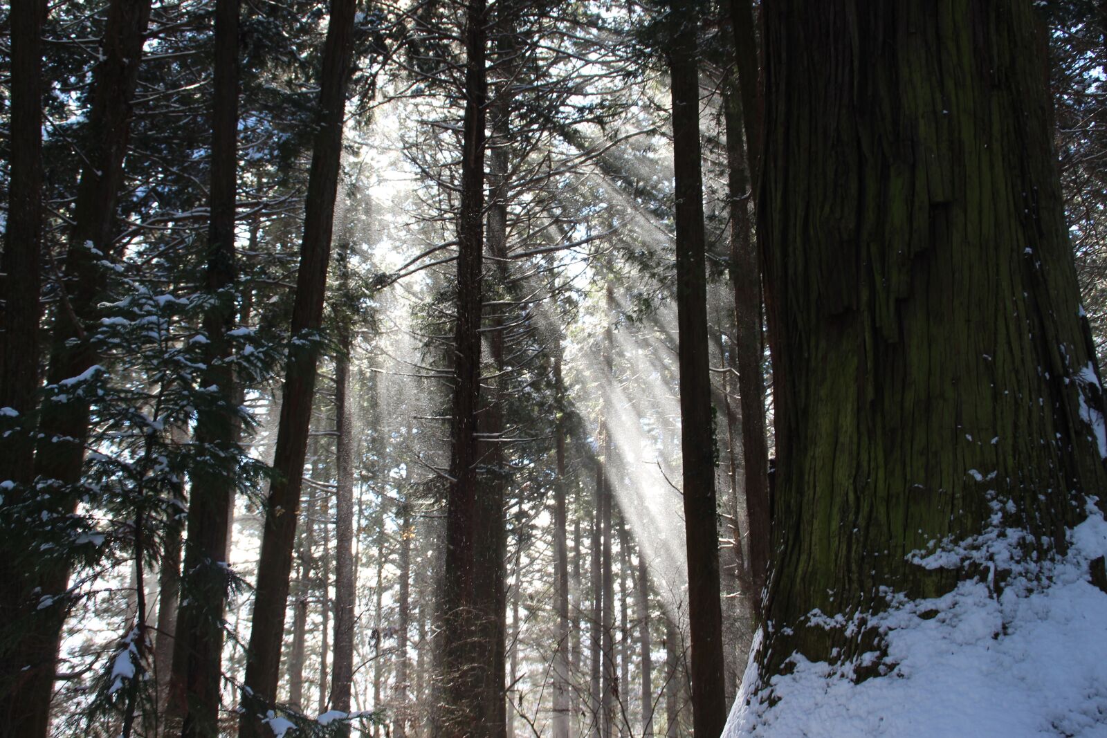 Canon EOS 700D (EOS Rebel T5i / EOS Kiss X7i) sample photo. Sunshine, tree, forest photography