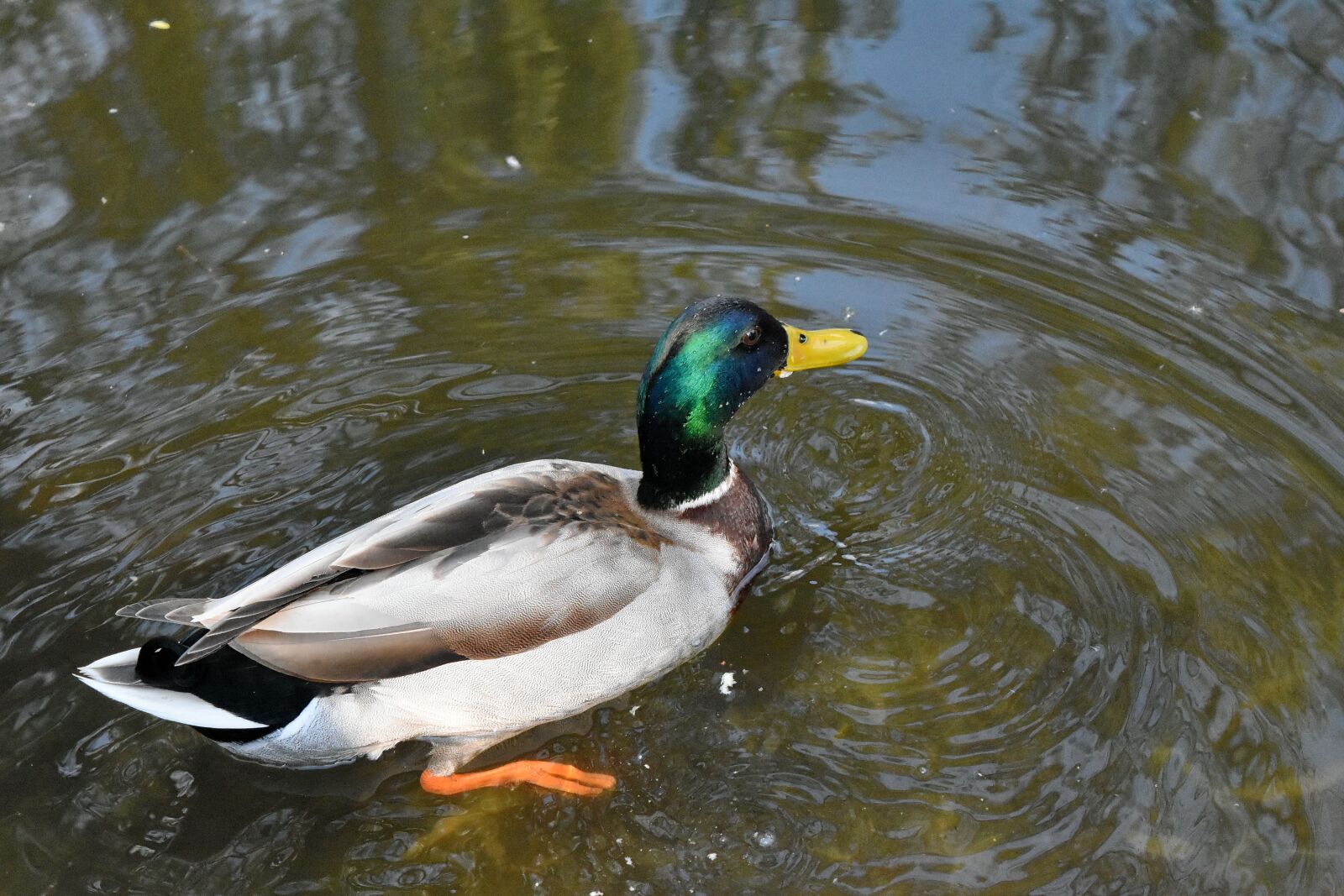 Nikon D5500 sample photo. Aquatic bird, duck, wilderness photography