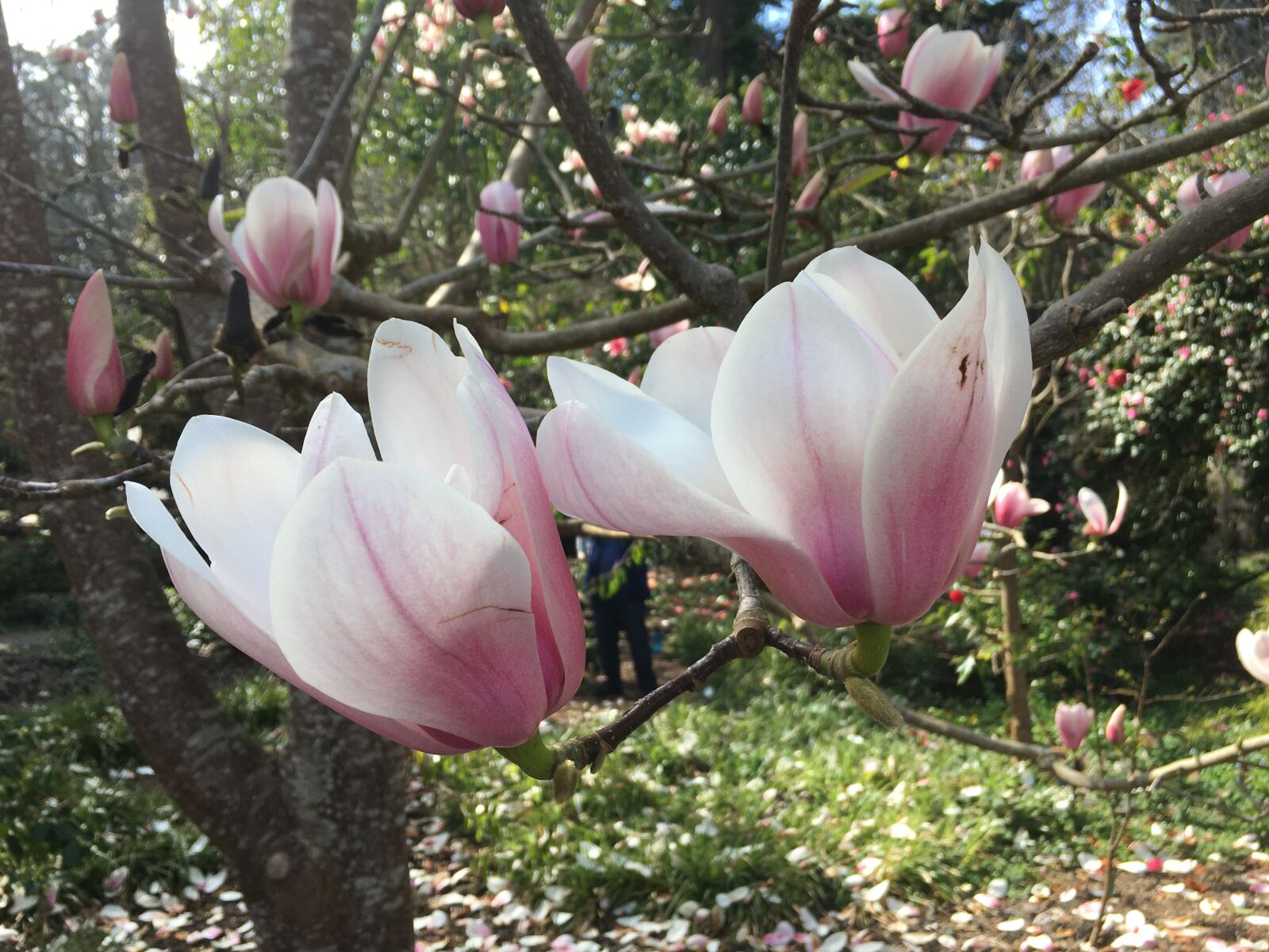 Apple iPhone 6s sample photo. First blooms, of magnolias photography