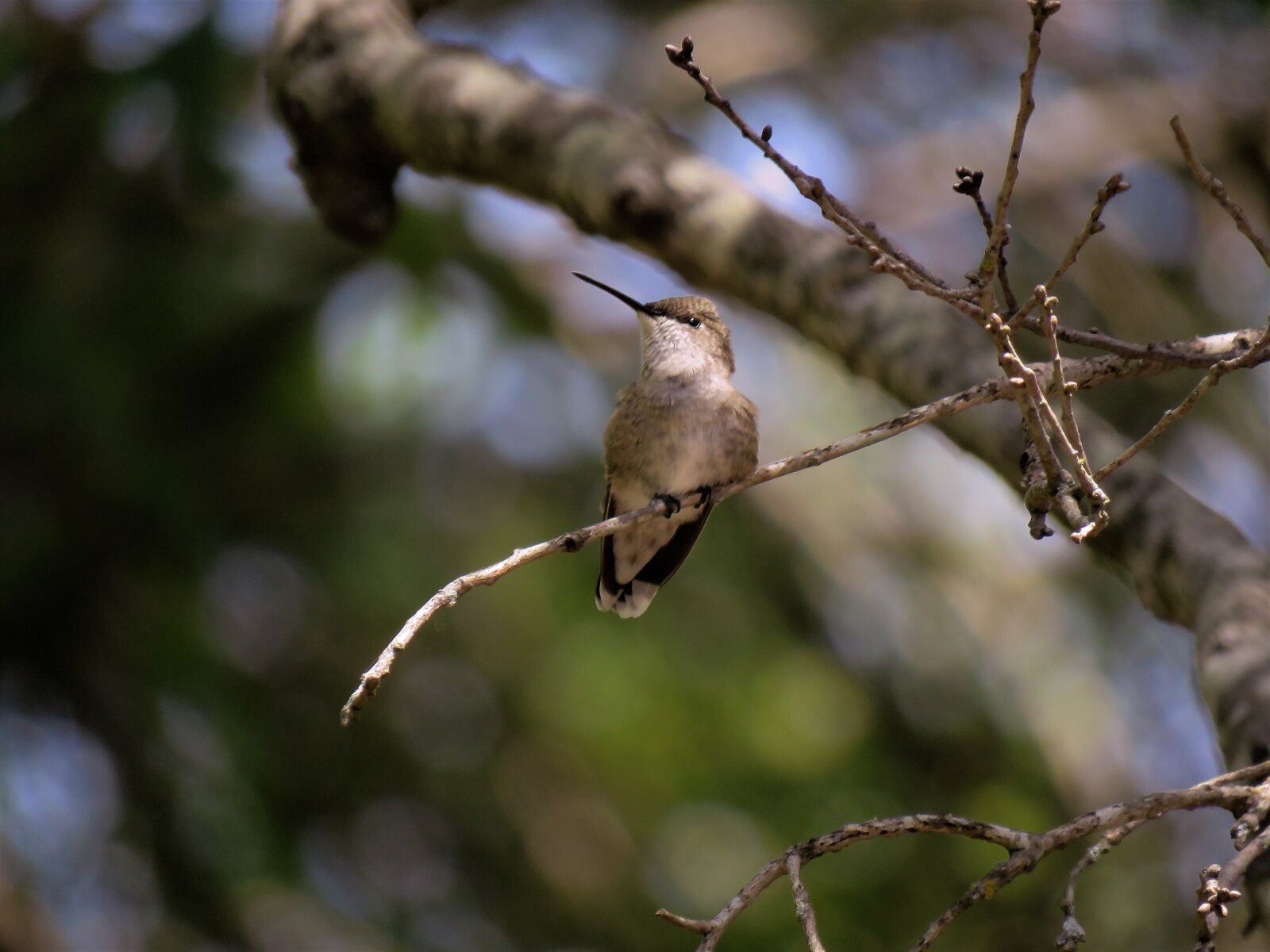 Canon PowerShot SX60 HS sample photo. Humming bird, tree, wildlife photography