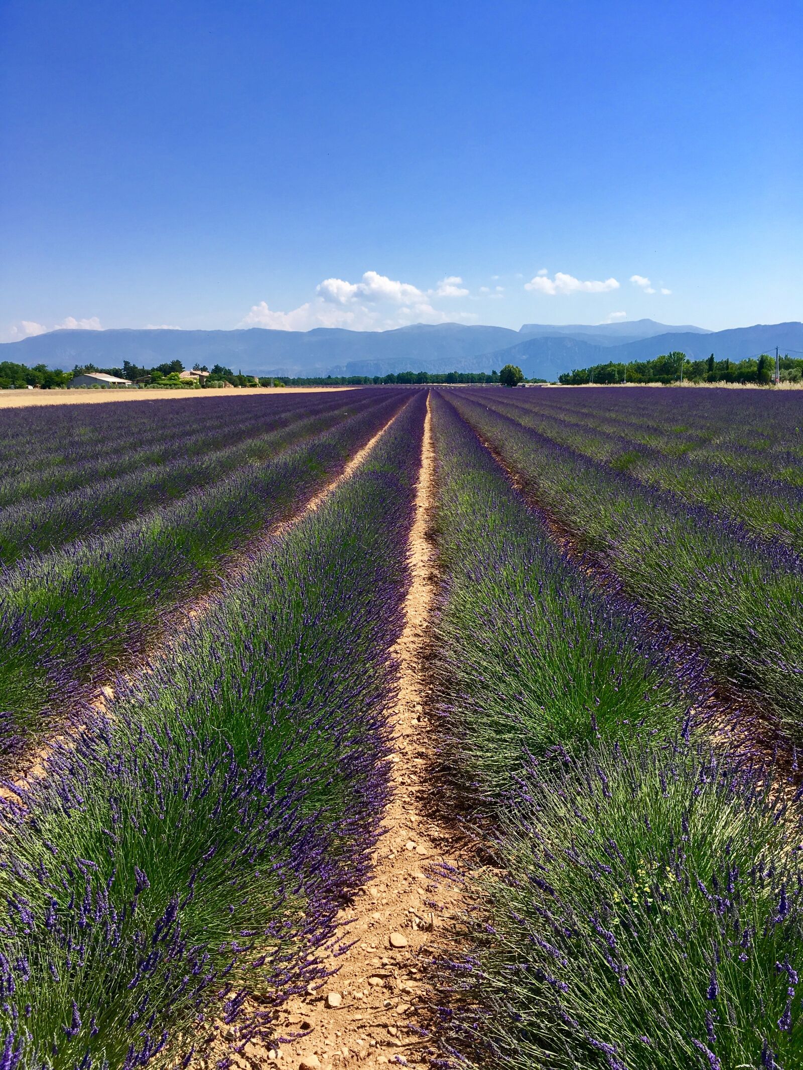 iPhone SE back camera 4.15mm f/2.2 sample photo. France, provence, lavender photography