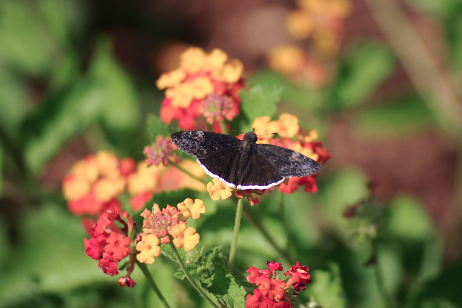 Canon EOS 300D (EOS Digital Rebel / EOS Kiss Digital) sample photo. Butterfly, insect, wing photography