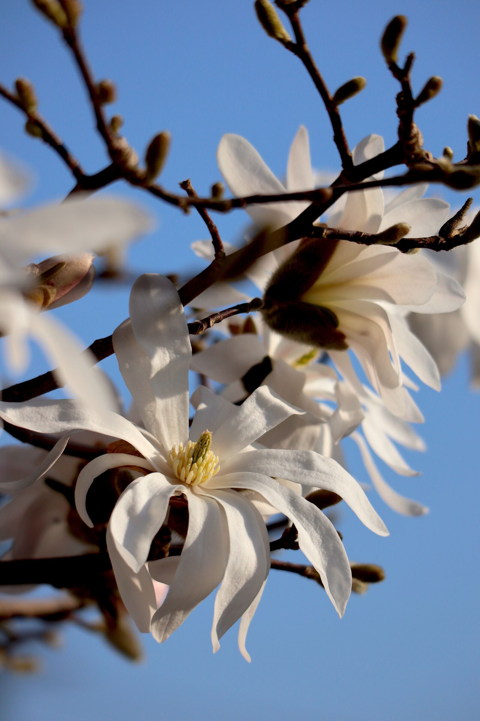 Canon EOS M100 + Canon EF-M 55-200mm F4.5-6.3 IS STM sample photo. Magnolia, spring, white photography