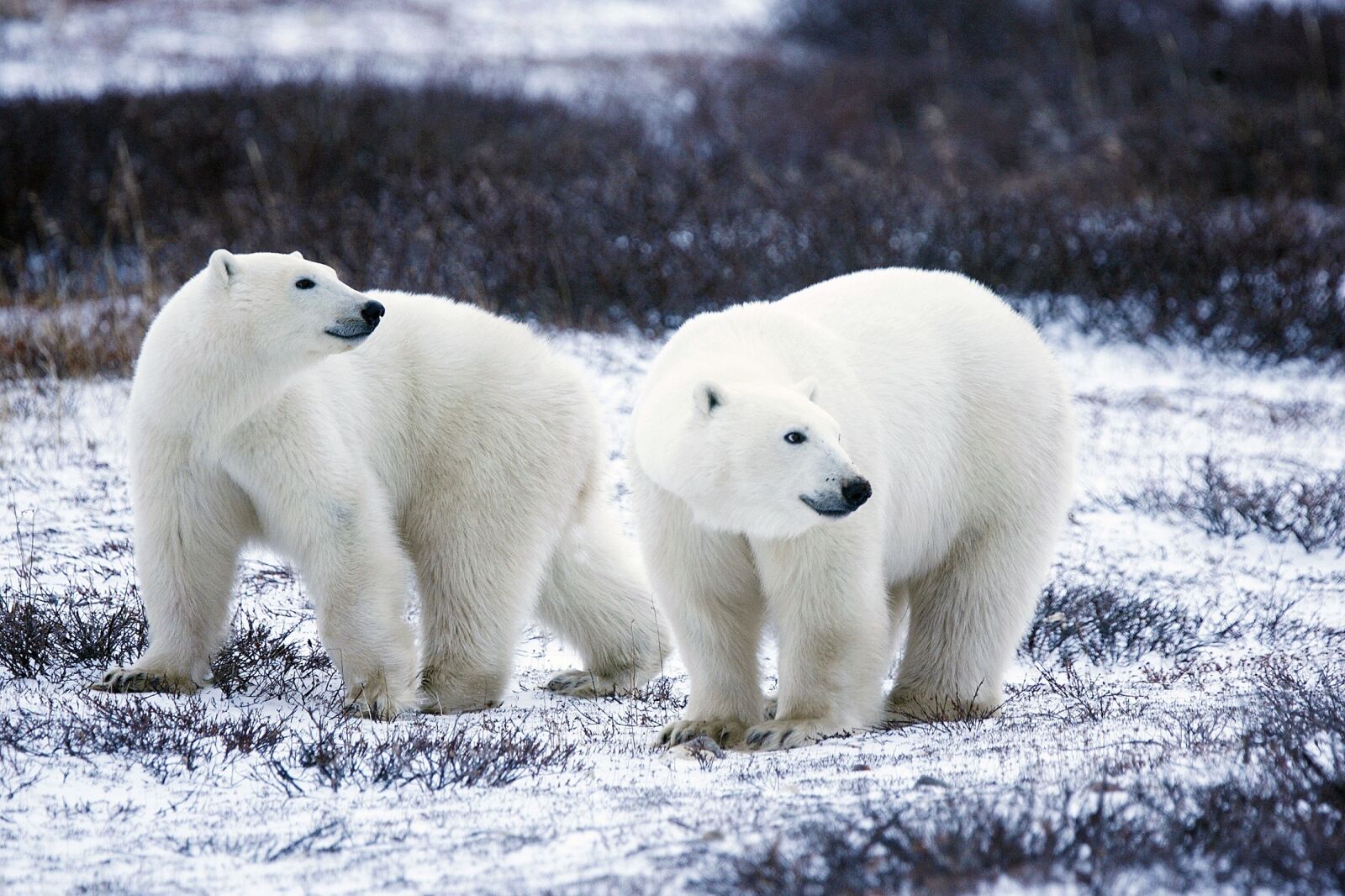 Canon EOS-1D Mark II N sample photo. Polar bears, wildlife, snow photography