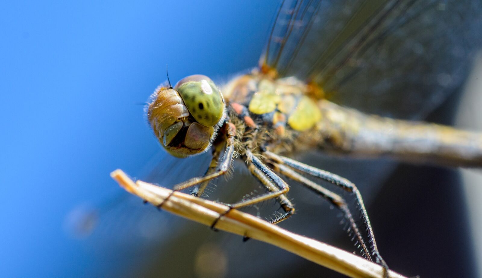 Nikon D7000 sample photo. Dragonfly, insect, macro photography