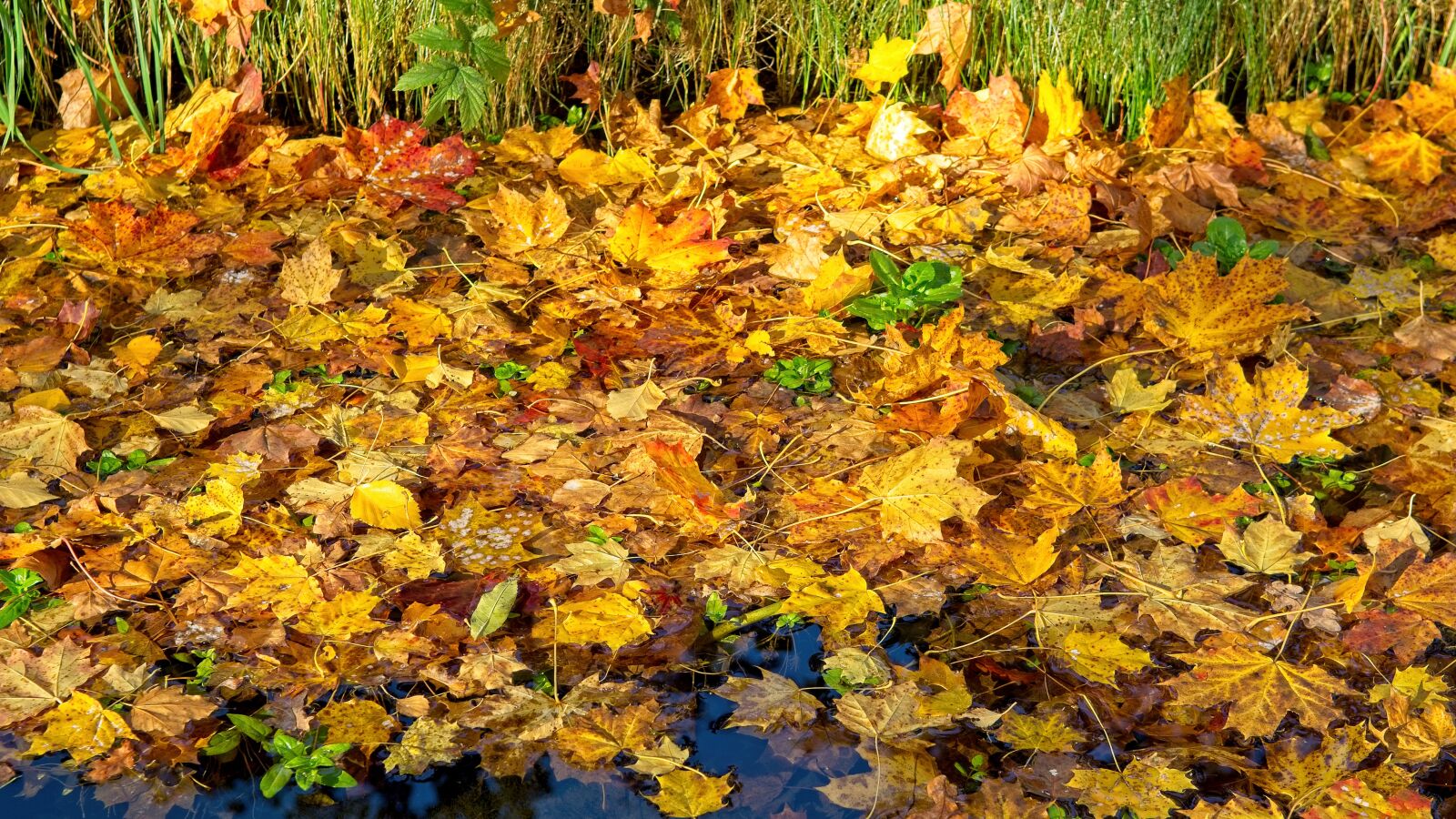 Nikon D7100 sample photo. Background, texture, pattern photography