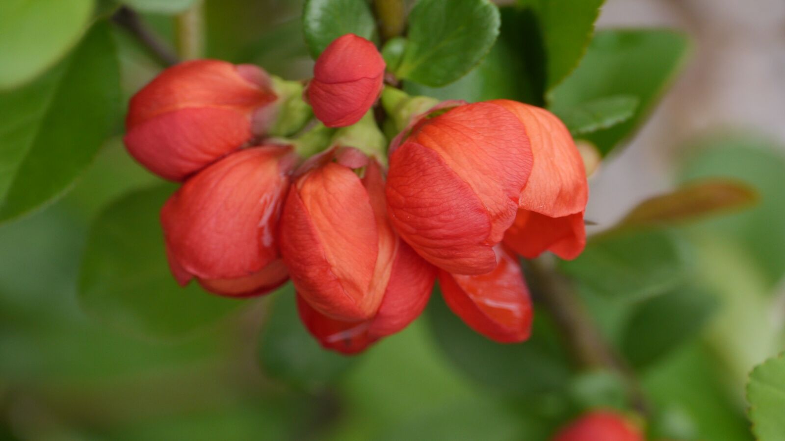 Panasonic Lumix DMC-GH3 sample photo. Nature, garden, fruit photography