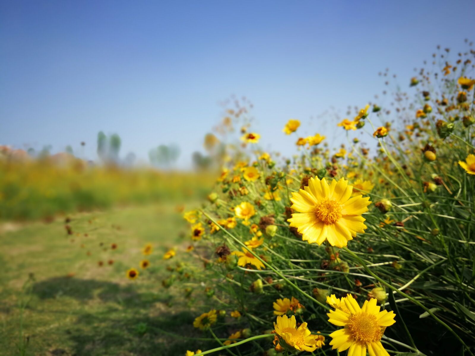 HUAWEI P10 sample photo. Flower, lawn, blue sky photography