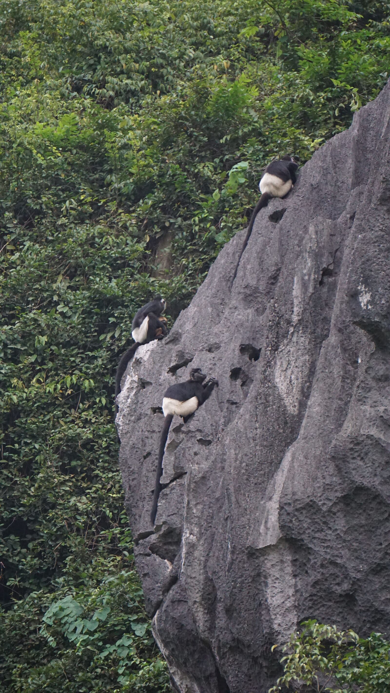 Sony E 55-210mm F4.5-6.3 OSS sample photo. Wildlife, white short monkey photography