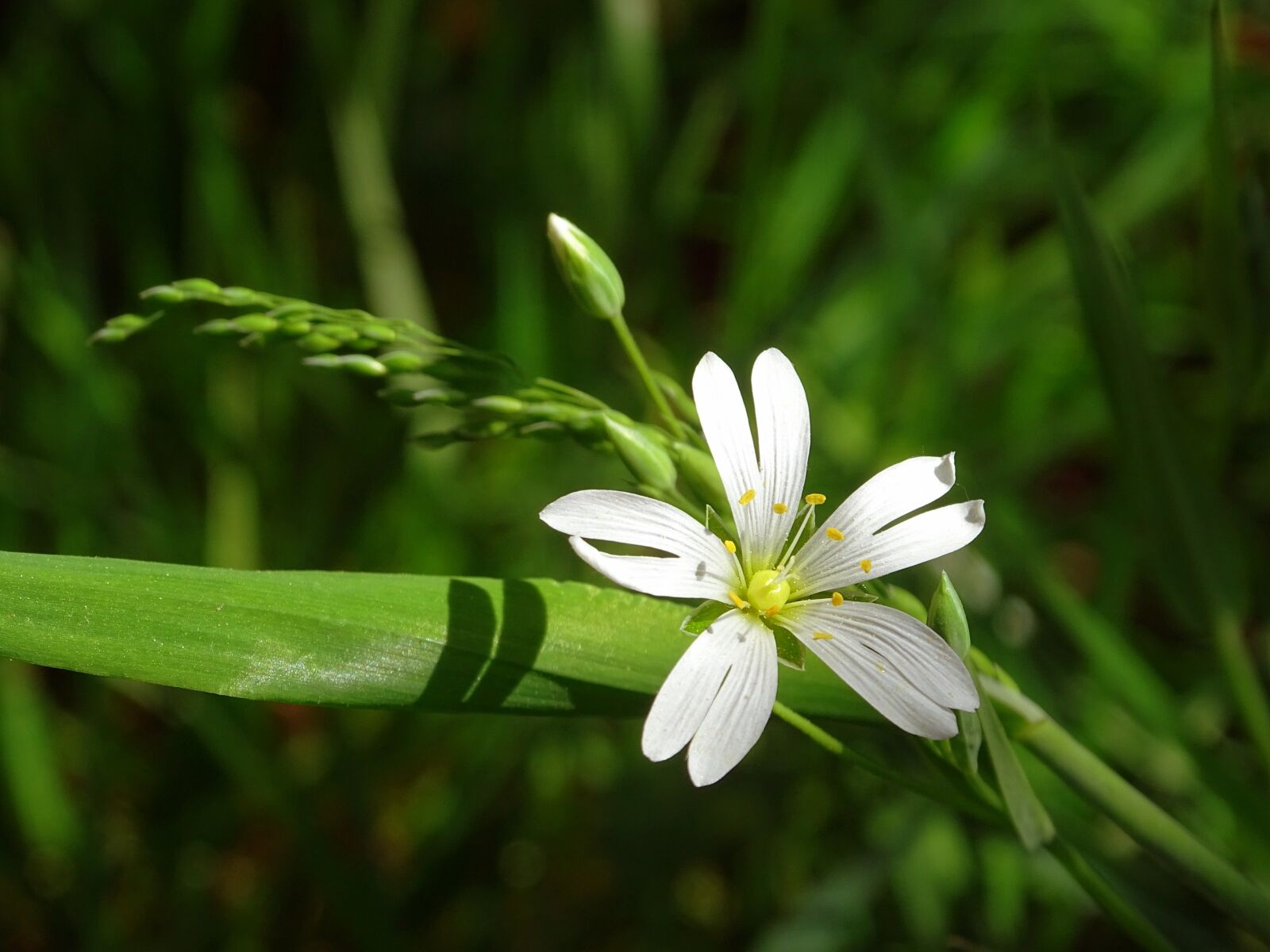 Sony Cyber-shot DSC-HX350 sample photo. Flower, forest, wild flowers photography