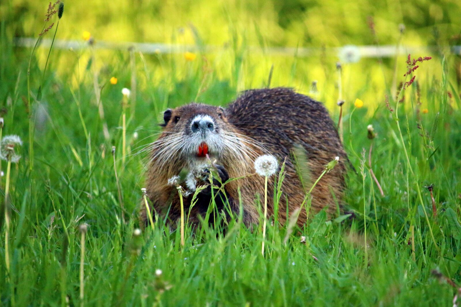 Canon EOS 100D (EOS Rebel SL1 / EOS Kiss X7) sample photo. Nutria, rodent, animal photography