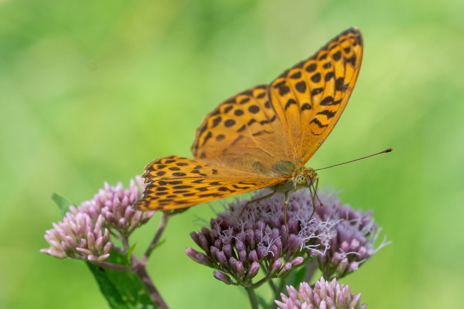 Nikon D7200 sample photo. Butterfly, perle ovec st photography