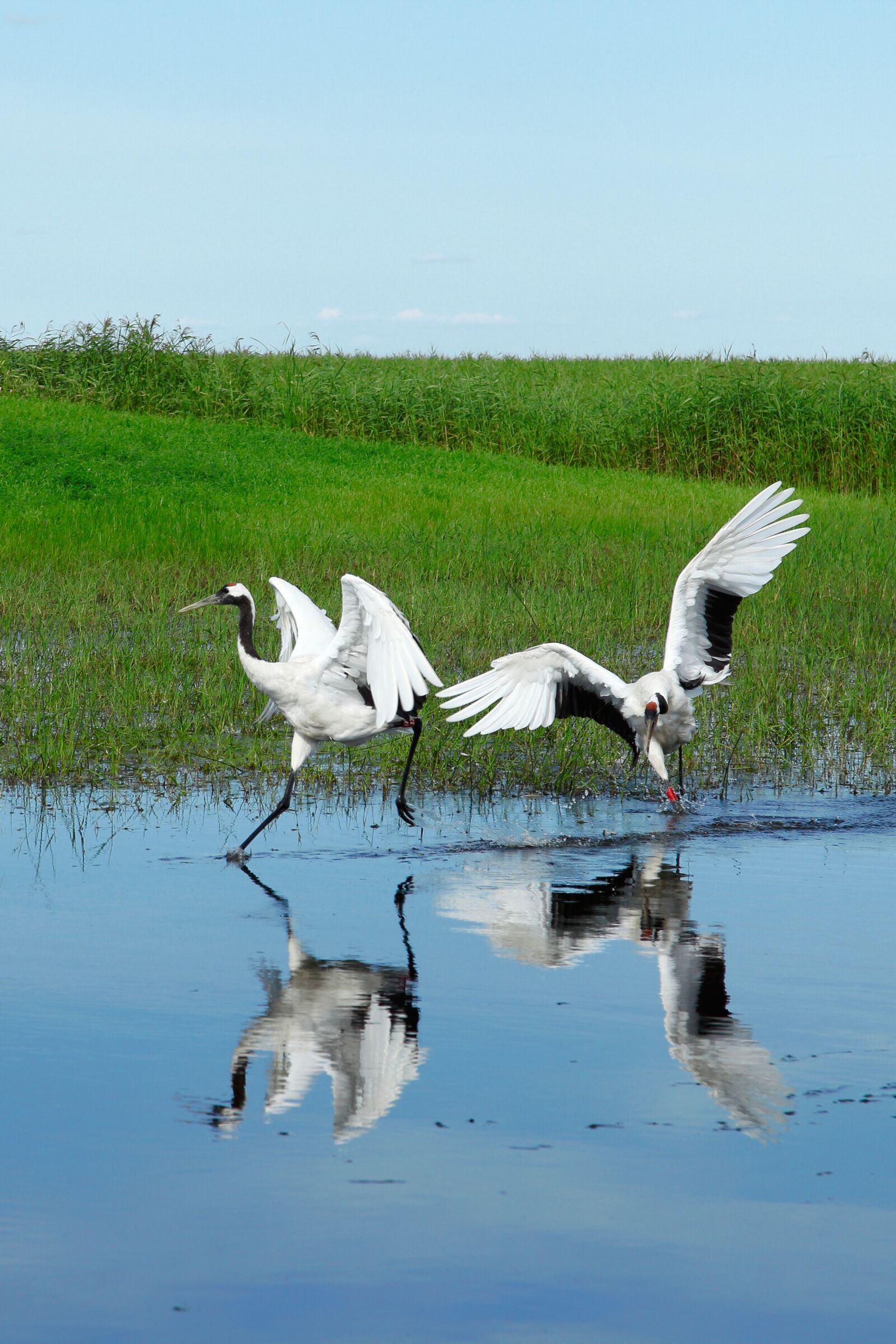 Canon EOS 5D Mark II sample photo. Heilongjiang, pinned dragon, wetlands photography