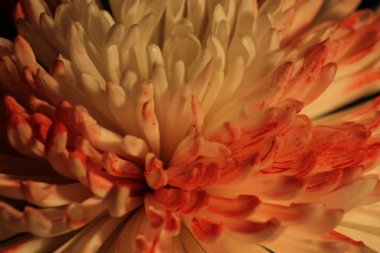 Canon EOS 1100D (EOS Rebel T3 / EOS Kiss X50) sample photo. Chrysanthemum, blossom, bloom photography