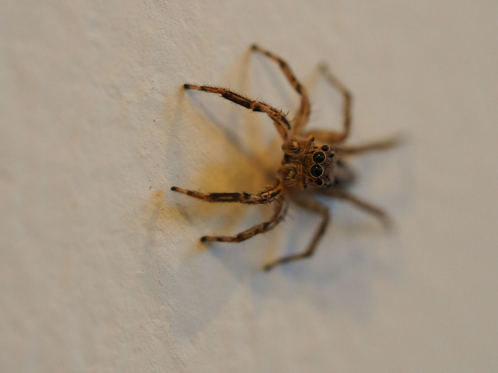 Olympus OM-D E-M10 III sample photo. Spider, arachnid, cobweb photography