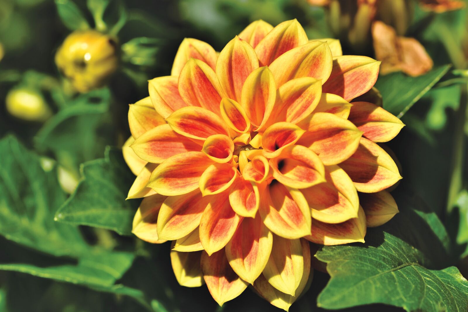Nikon D7200 sample photo. Dahlia, dahlias bud, flower photography