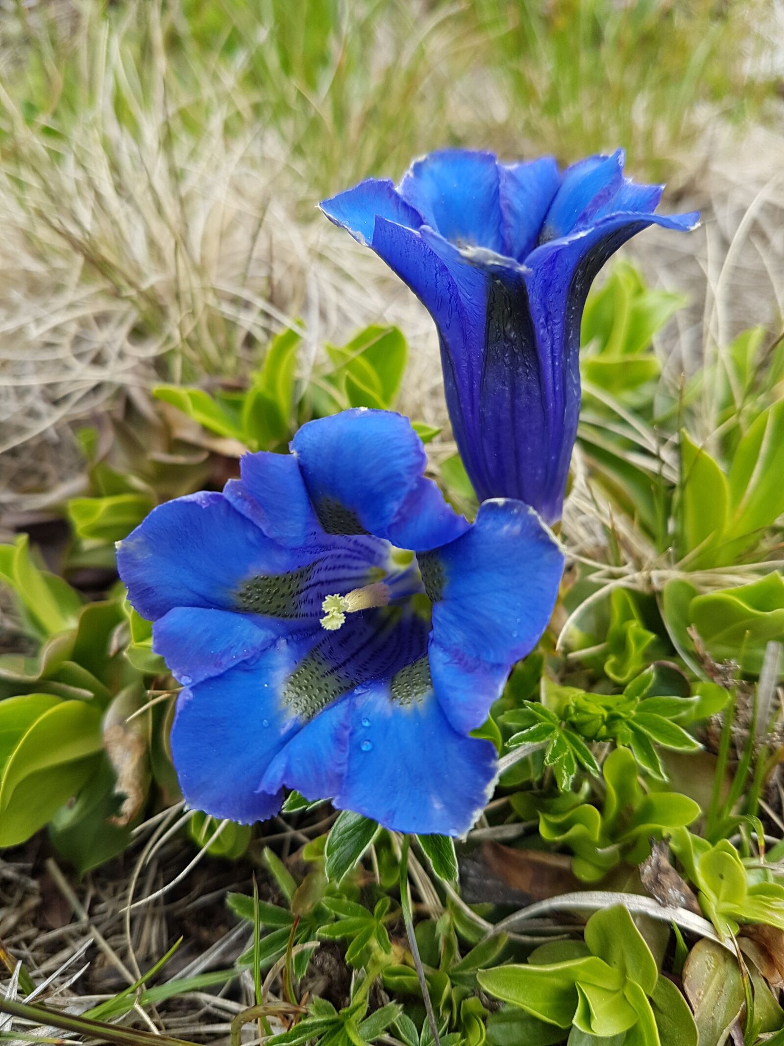 Samsung Galaxy S7 Edge sample photo. Gentian, green, blue photography