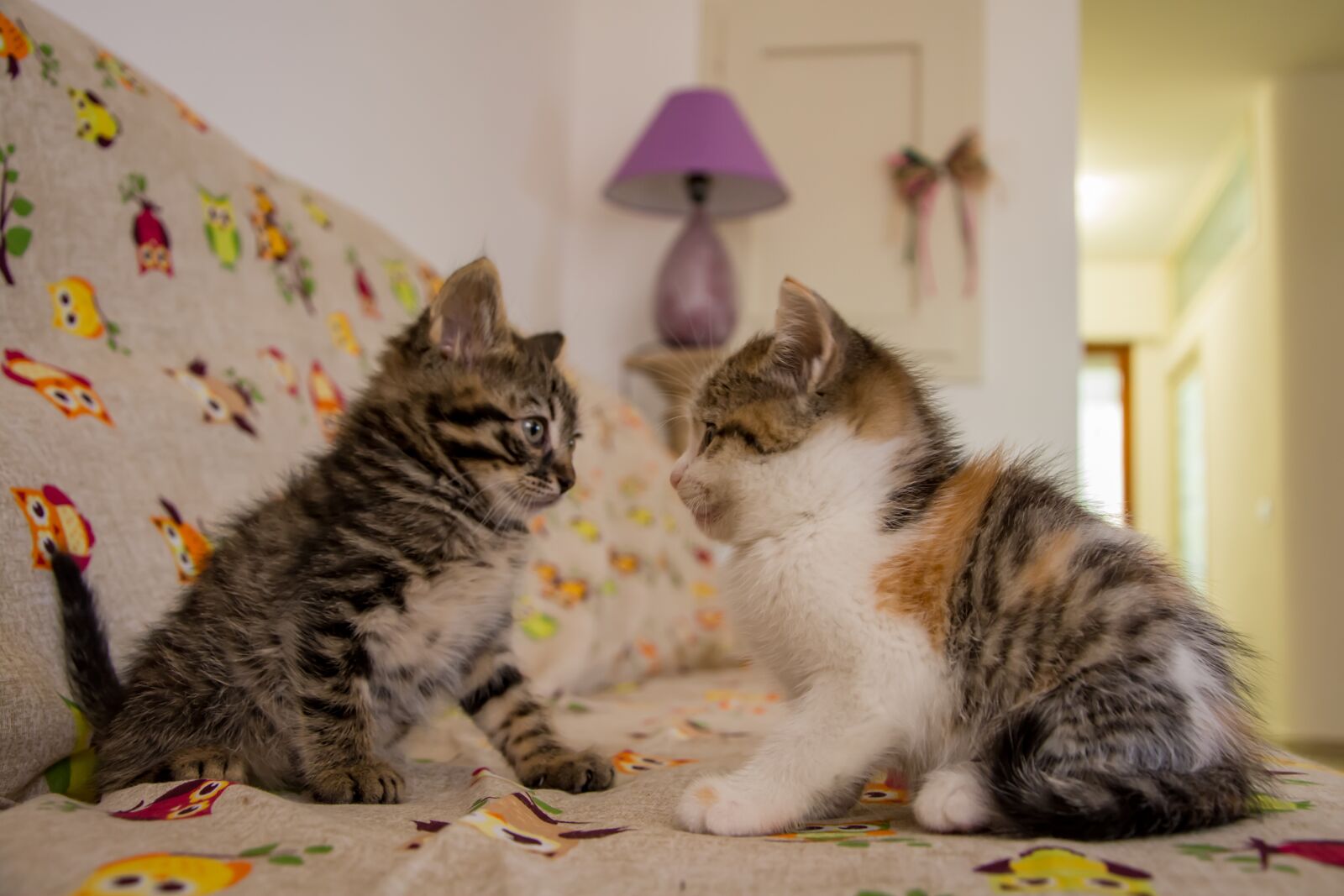 Nikon D7100 sample photo. Cat, kitten, animal photography