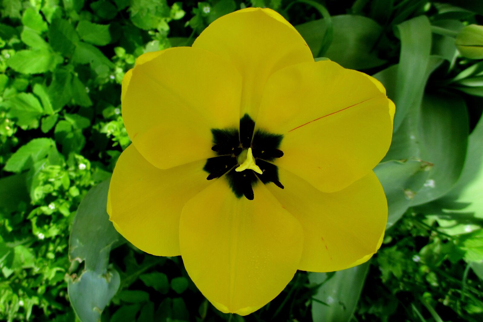 Canon IXUS 177 sample photo. Tulip, yellow, flower photography
