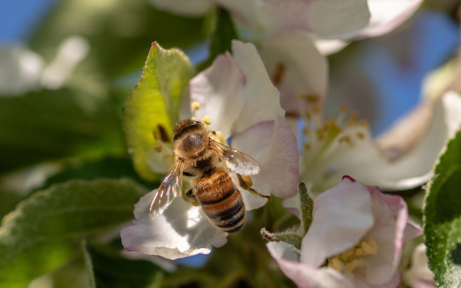 Canon EOS 750D (EOS Rebel T6i / EOS Kiss X8i) sample photo. Bee, honey bee, insect photography